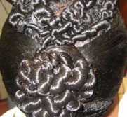 Nice Hair Style 